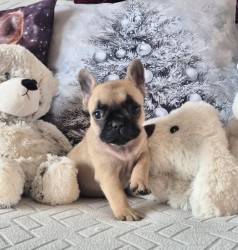 Francouzský buldoček