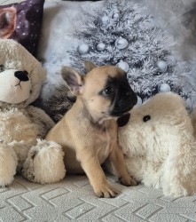 Francouzský buldoček