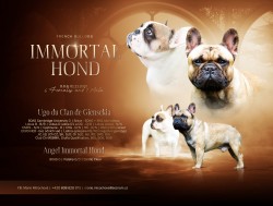 Francouzský buldoček