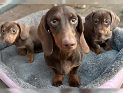 Inzerce psů Jezevčík hladkosrstý trpasličí