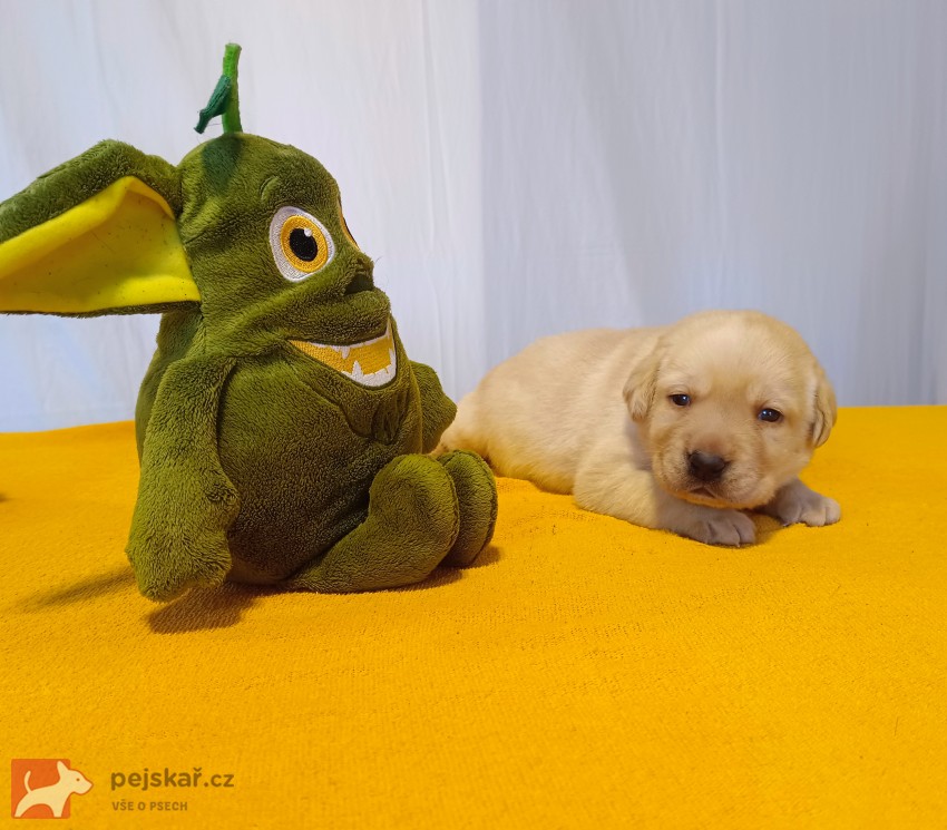 Štěňátka labradorského retrievera