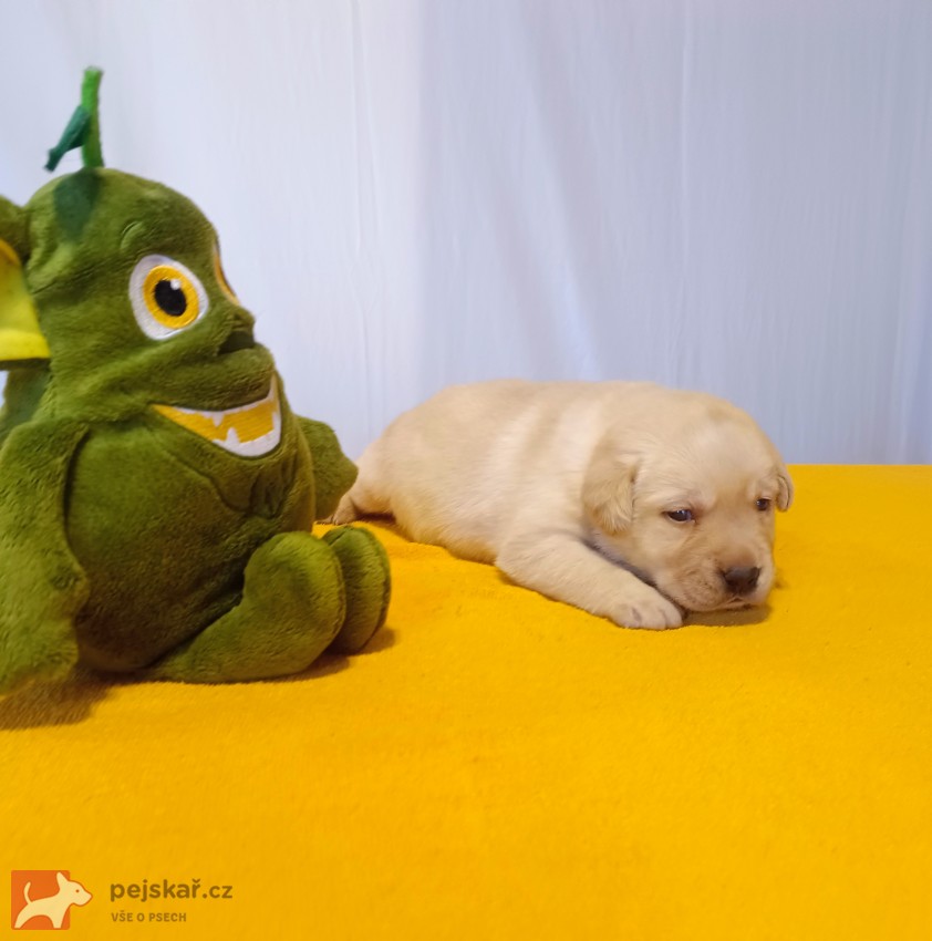 Štěňátka labradorského retrievera