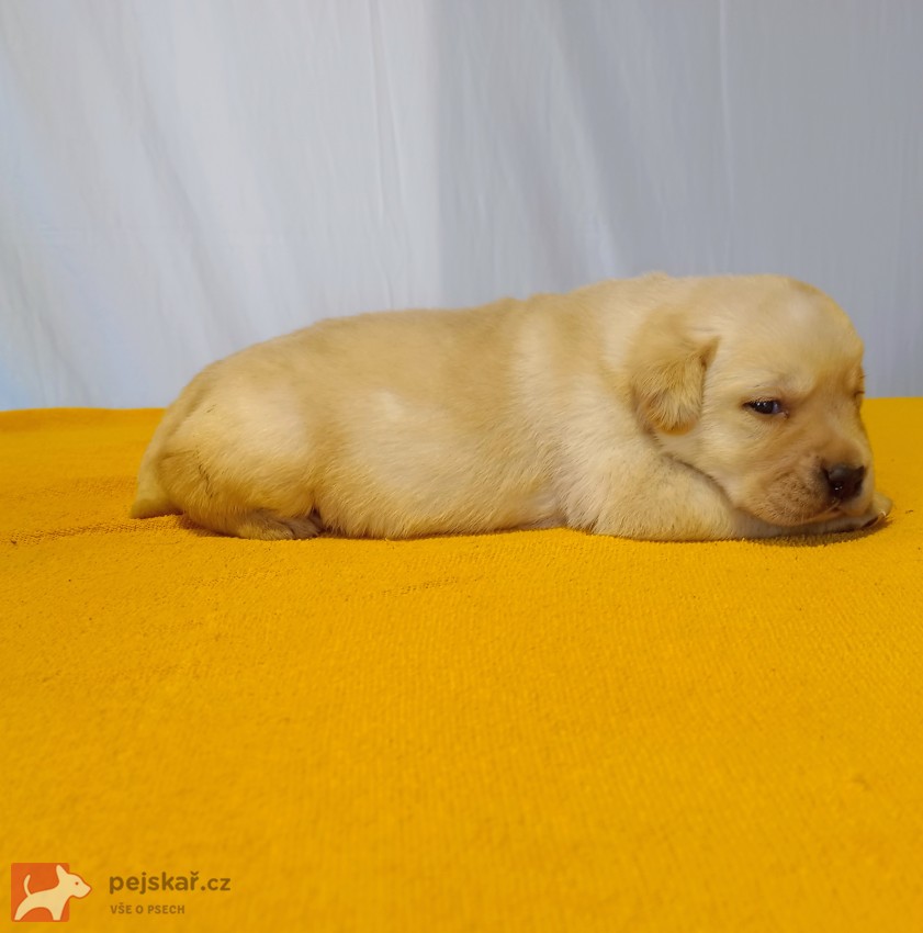 Štěňátka labradorského retrievera