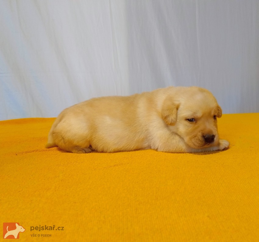 Štěňátka labradorského retrievera