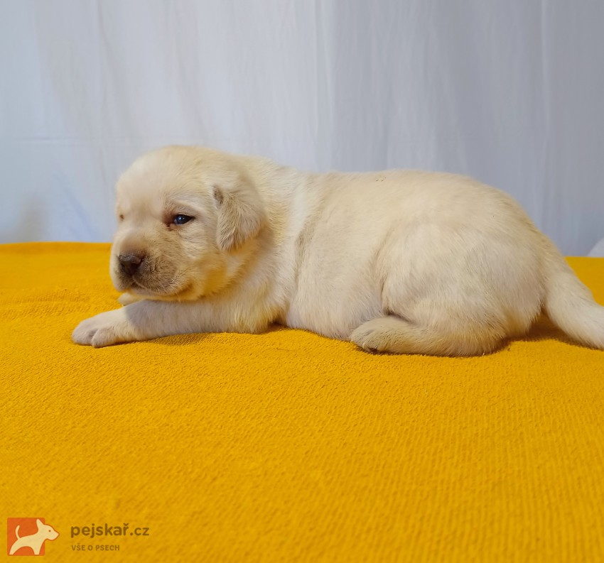 Štěňátka labradorského retrievera