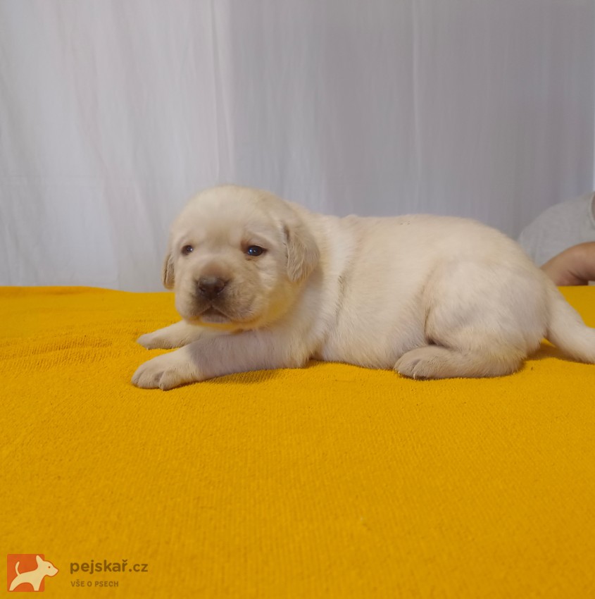 Štěňátka labradorského retrievera
