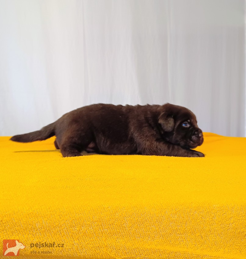 Štěňátka labradorského retrievera