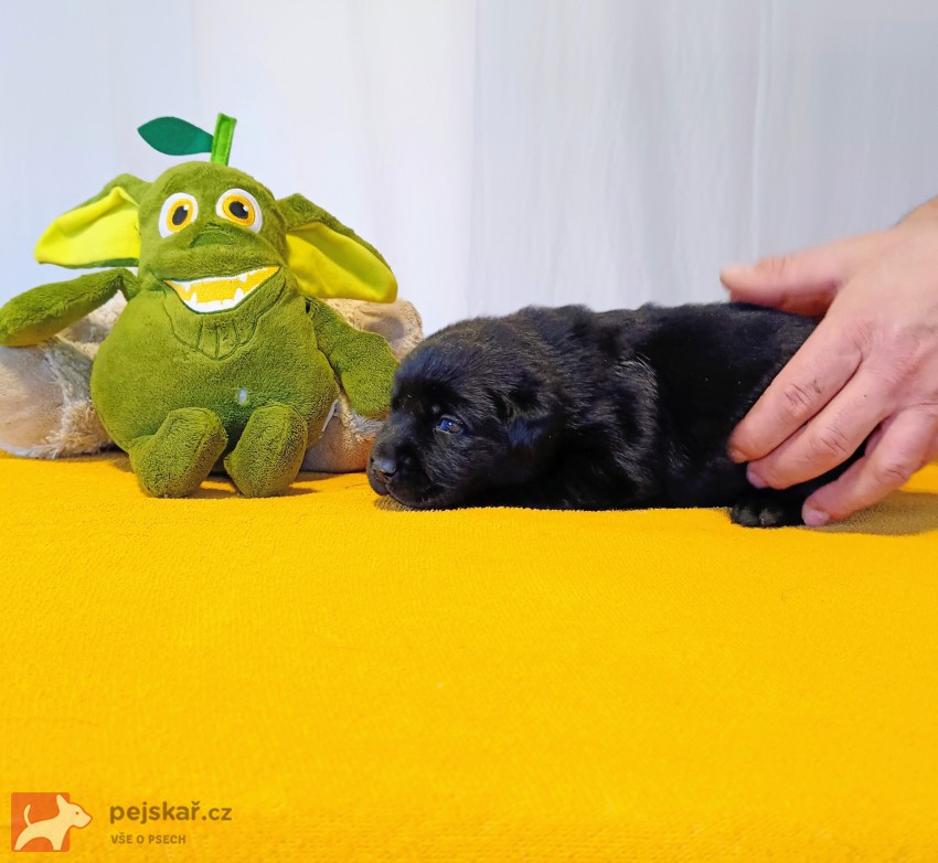 Štěňátka labradorského retrievera