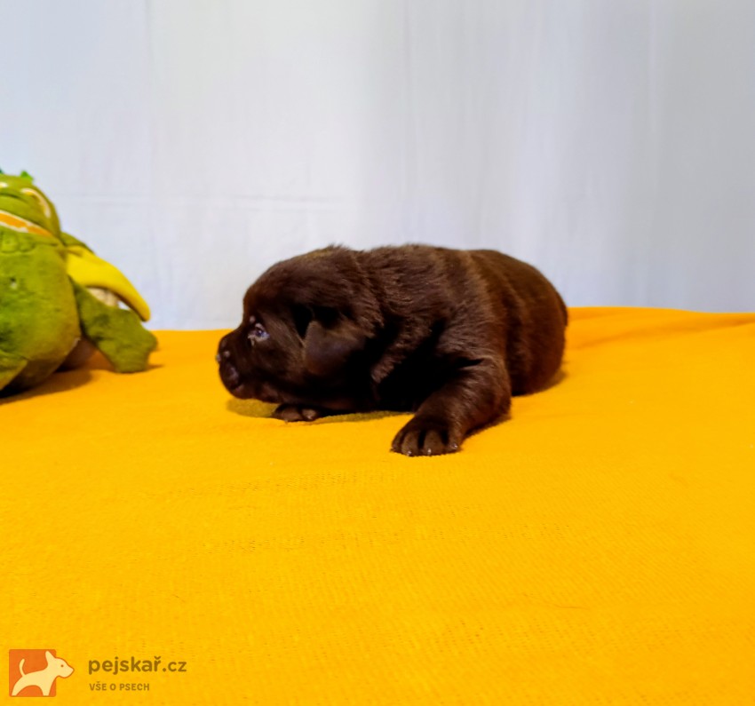 Štěňátka labradorského retrievera
