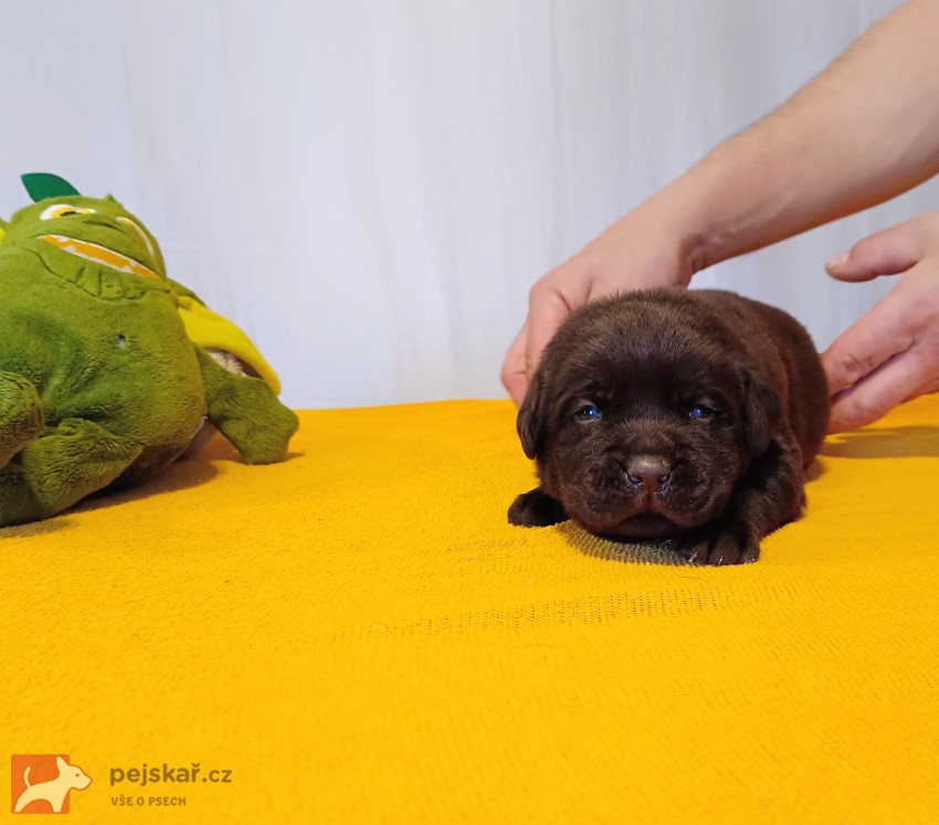 Štěňátka labradorského retrievera