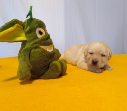 Štěňátka labradorského retrievera