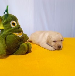 Štěňátka labradorského retrievera