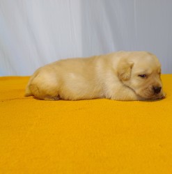 Štěňátka labradorského retrievera