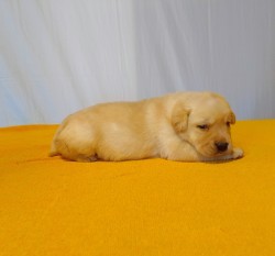 Štěňátka labradorského retrievera