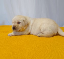 Štěňátka labradorského retrievera