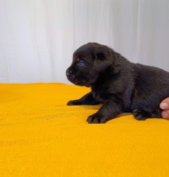 Štěňátka labradorského retrievera