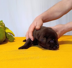 Štěňátka labradorského retrievera