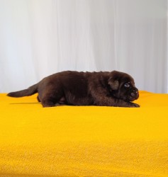 Štěňátka labradorského retrievera