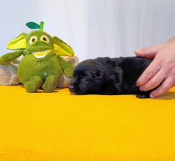 Štěňátka labradorského retrievera