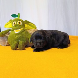 Štěňátka labradorského retrievera