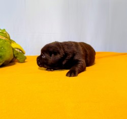 Štěňátka labradorského retrievera