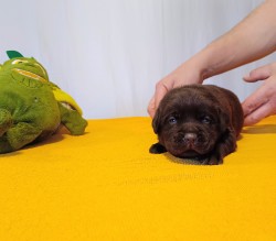 Štěňátka labradorského retrievera