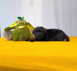 Štěňátka labradorského retrievera