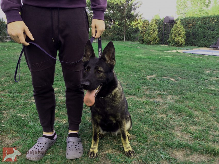 Německý ovčák mohutný pejsek
