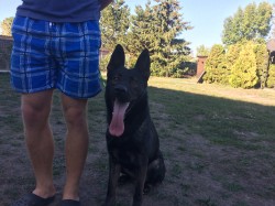 Německý ovčák mohutný pejsek