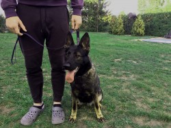 Německý ovčák mohutný pejsek