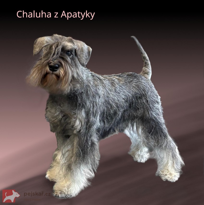 Štěňata - malý knírač - pepř a sůl - PP