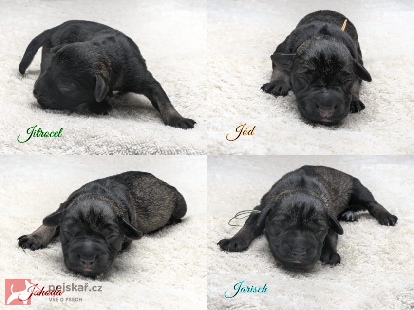 Štěňata - malý knírač - pepř a sůl - PP
