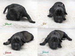 Štěňata - malý knírač - pepř a sůl - PP