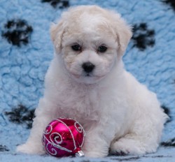 Inzerce psů Bišonek frisé