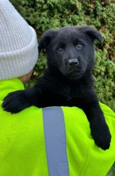 Německý ovčák štěńata