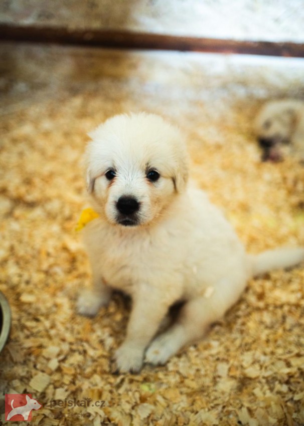 Slovenský čuvač - štěňátka s PP