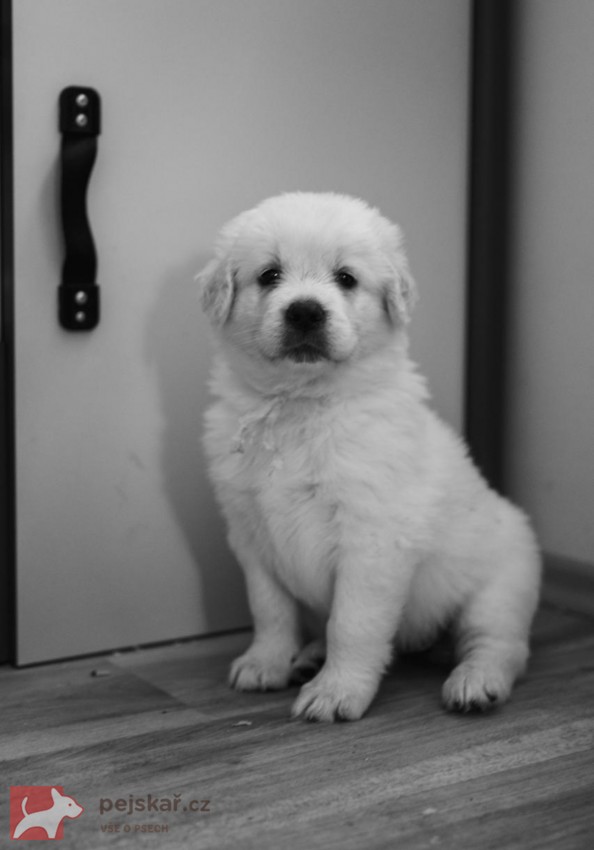 Slovenský čuvač - štěňátka s PP