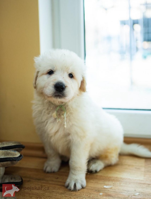 Slovenský čuvač - štěňátka s PP