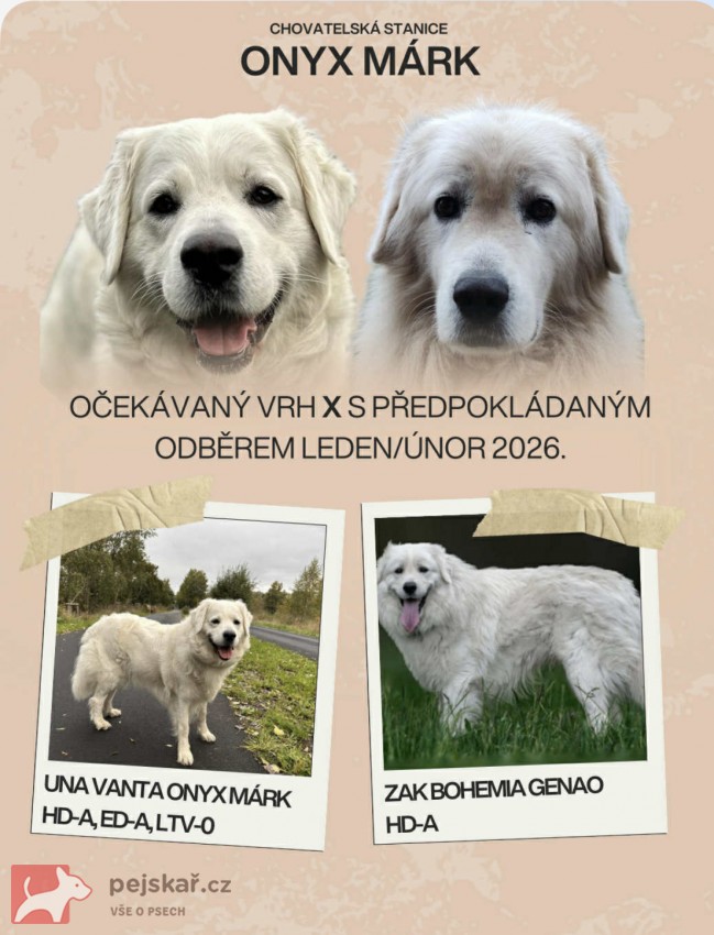 Slovenský čuvač - štěňátka s PP