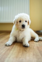 Slovenský čuvač - štěňátka s PP