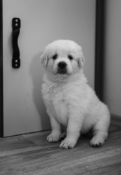 Slovenský čuvač - štěňátka s PP