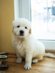 Slovenský čuvač - štěňátka s PP