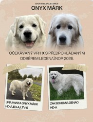 Slovenský čuvač - štěňátka s PP