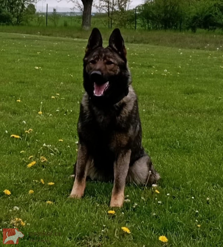 Německý ovčák štěnata s pp
