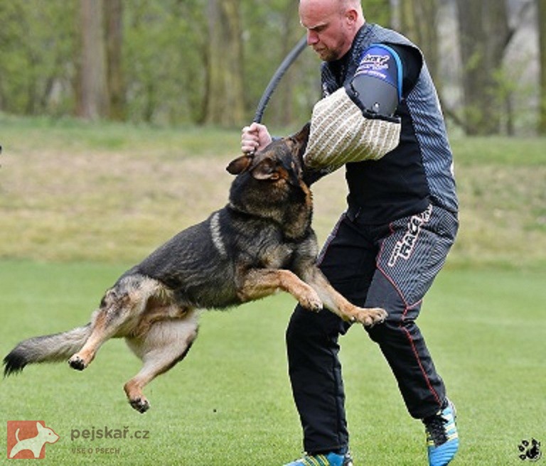 Německý ovčák štěnata s pp