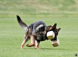 Německý ovčák štěnata s pp