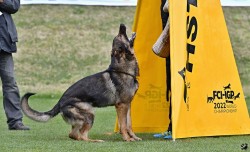 Německý ovčák štěnata s pp