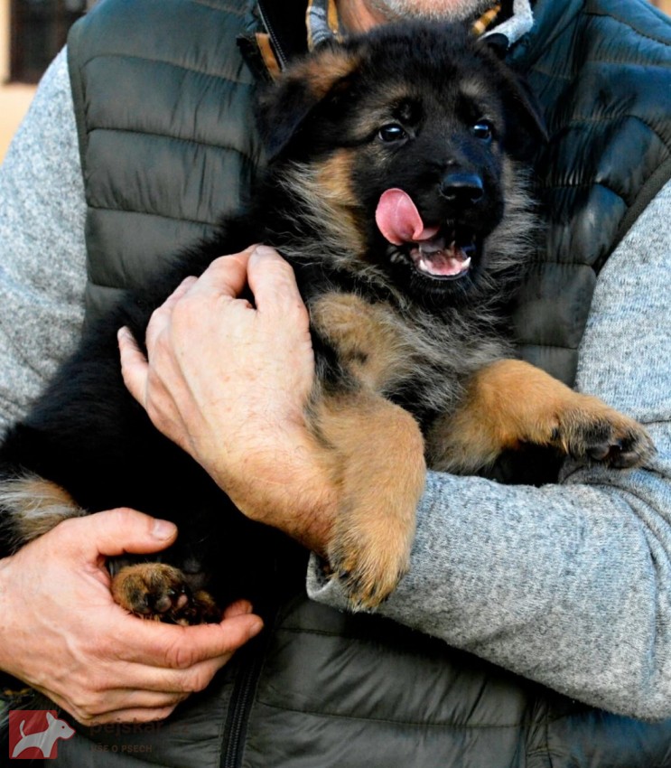 Německý ovčák - štěňátka s PP