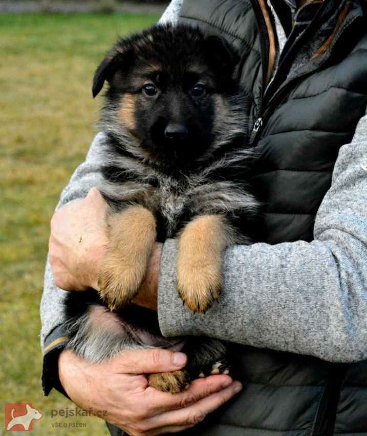 Německý ovčák - štěňátka s PP