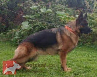 Německý ovčák - štěňátka s PP
